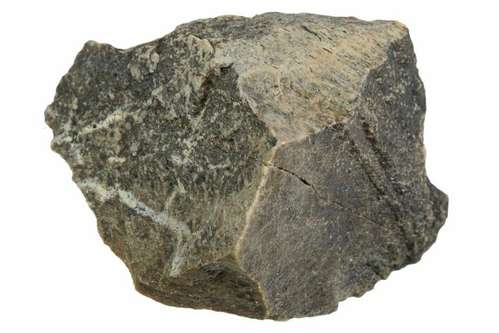 Fossil Tyrannosaur (T rex) Bone Section - Wyoming #352878